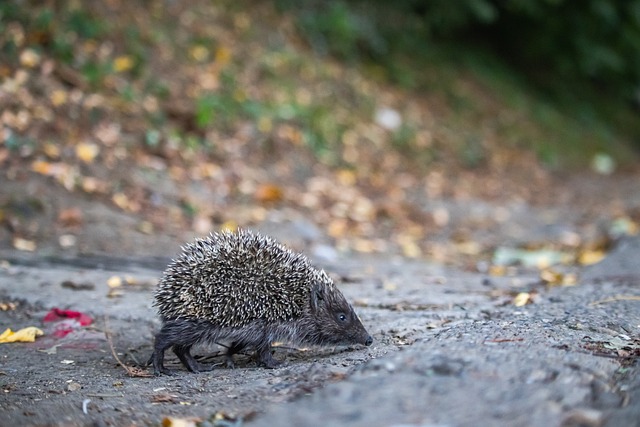 输给米兰后拉齐奥对主裁判不判罚点球不满，决定新闻沉默