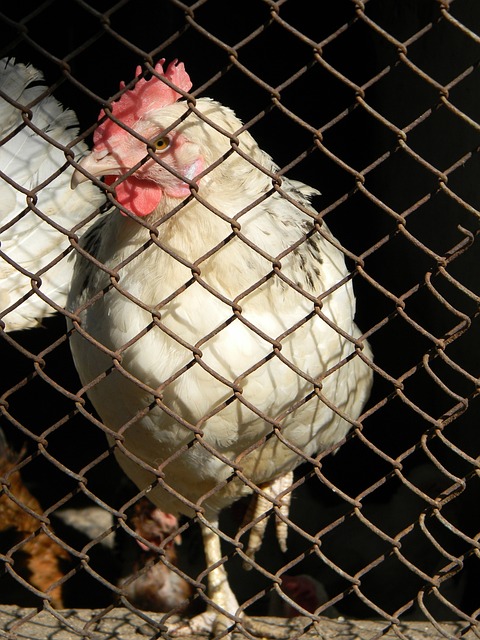 湖人全队齐心战胜快船